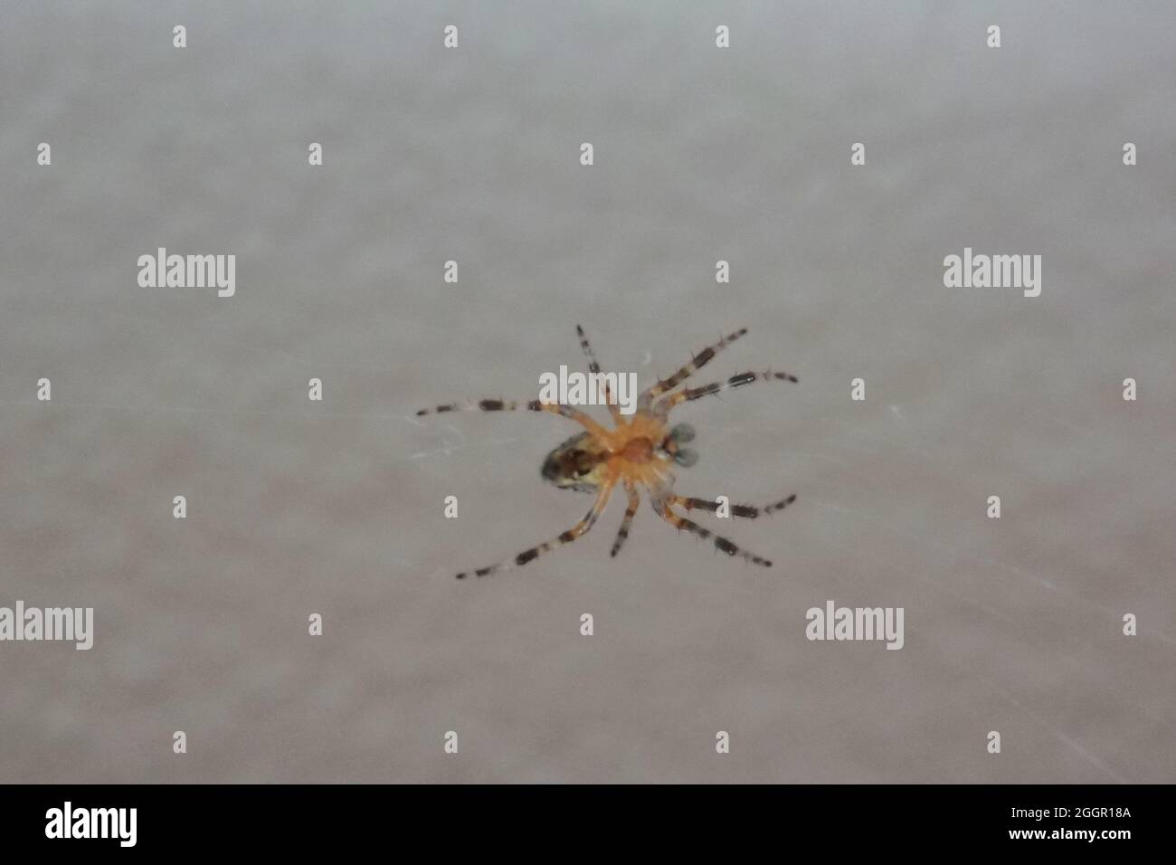 Kleines Insekt Spinne im Netz Stockfoto
