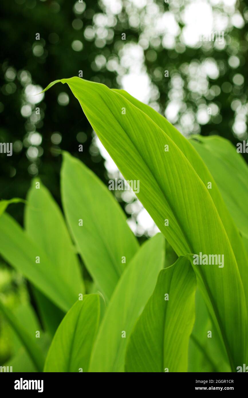 Kurkuma, Haldi (Curcuma Longa) Pflanze Blätter isoliert. Asiatische Kräuter, Indien. Kräuterpflanze, Kurkuma, Haldi-Landwirtschaft. Stockfoto