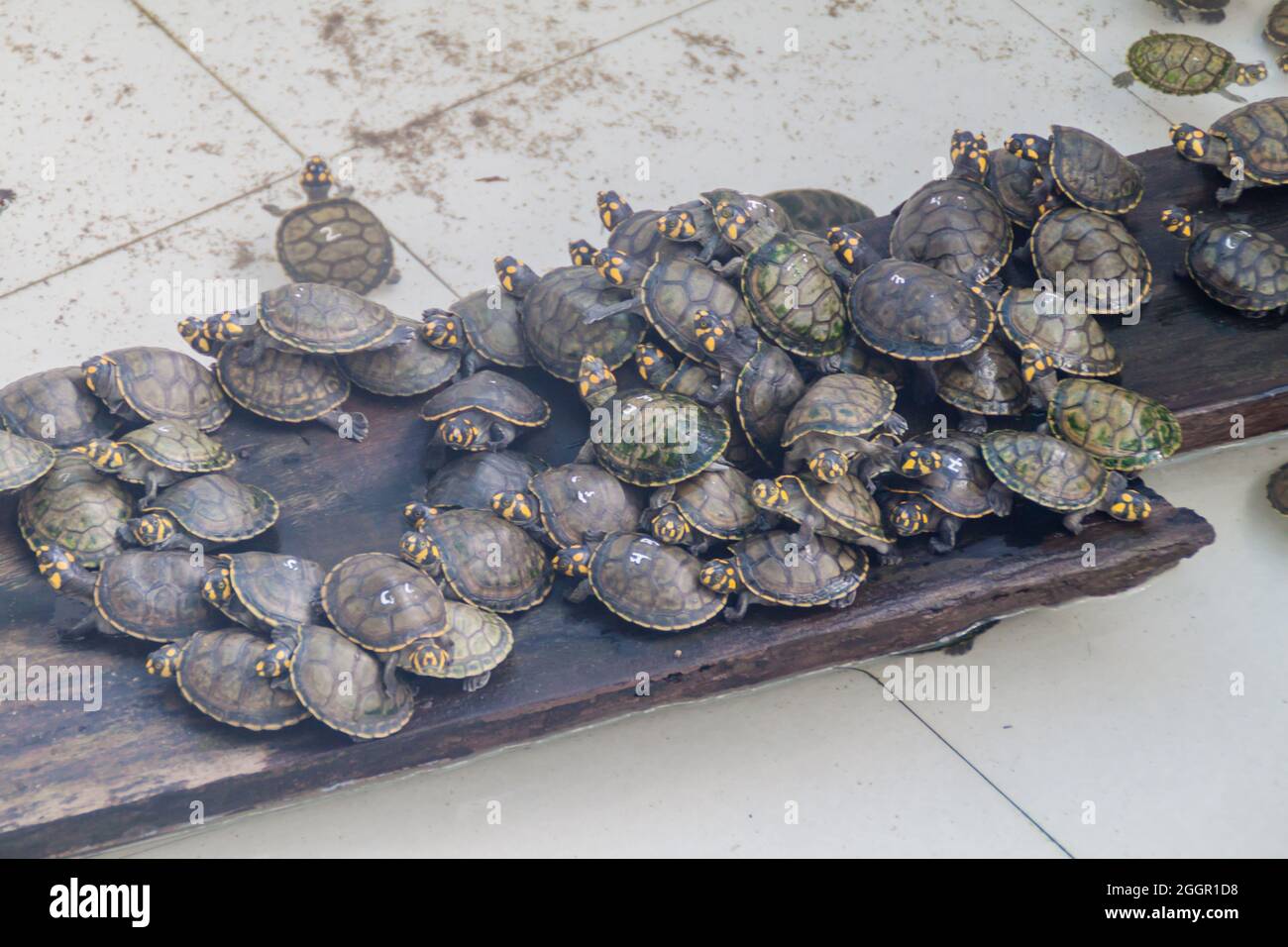 Kleine Schildkröten im Amazon Manatee Rescue Center in der Nähe von Iquitos, Peru Stockfoto