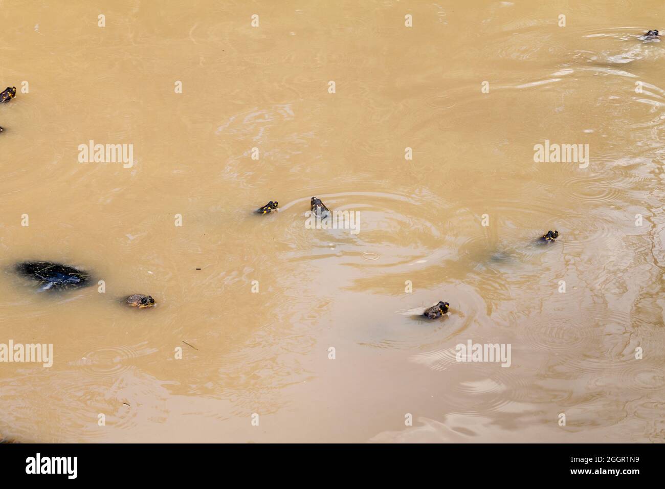 Die gelbgefleckte Amazonas-Flussschildkröte (Podocnemis unifilis) in Fundo Pedrito Tierfarm im Dorf Barrio Florido in der Nähe von Iquitos, Peru Stockfoto