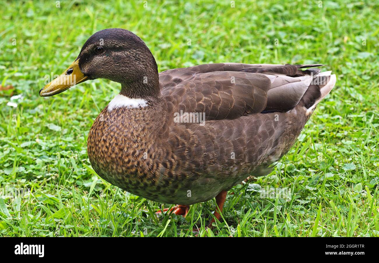 Ente im Gras. Stockfoto