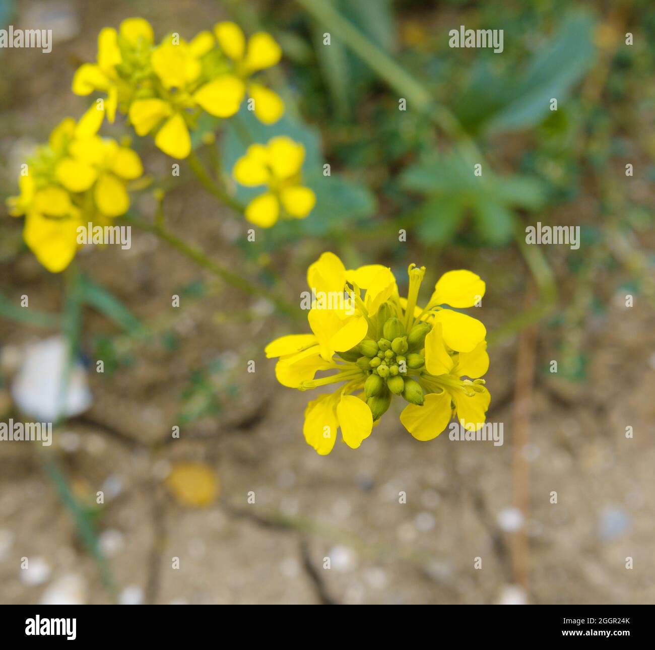 Sinapis arvensis, der Charlock-Senf, Feldsenf, wilder Senf oder Charlock, der auf der Salisbury Plain, Wiltshire, Großbritannien, wild wächst Stockfoto