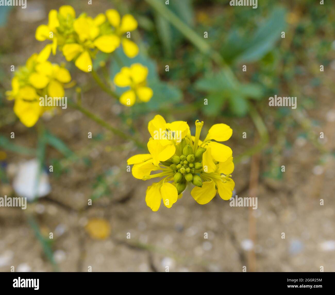 Sinapis arvensis, der Charlock-Senf, Feldsenf, wilder Senf oder Charlock, der auf der Salisbury Plain, Wiltshire, Großbritannien, wild wächst Stockfoto