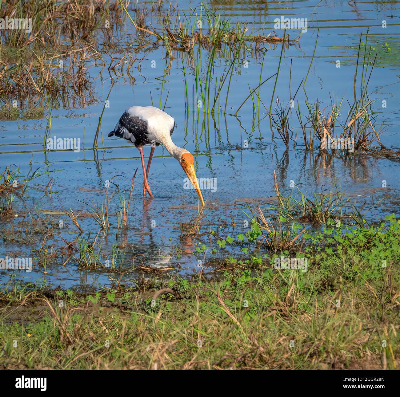 Ein bunt bemalter Storchvögel, der in den Feuchtgebieten Sri Lankas watet. Stockfoto
