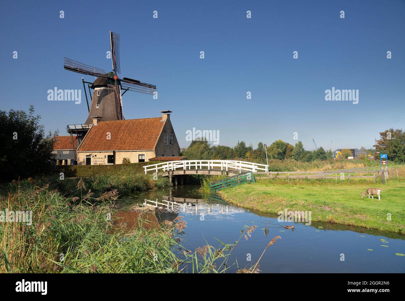 Windmühle De Rat in der friesischen Stadt IJlst Stockfoto