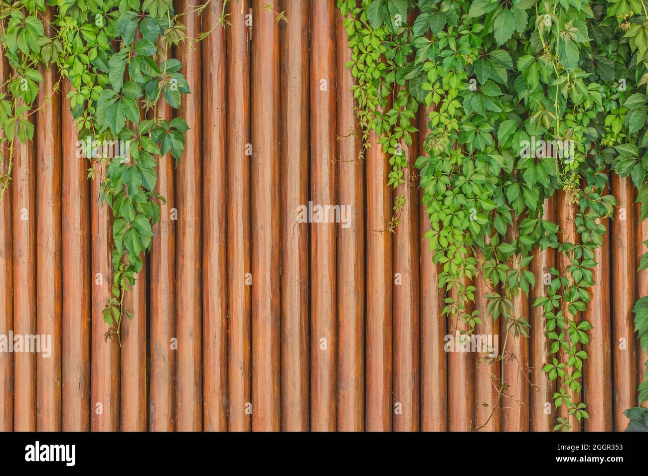 Braune vertikale Bretter innen Holzstruktur mit grnen Blatt Efeu  Dekoration Planke Hintergrund Dekor Stockfotografie - Alamy