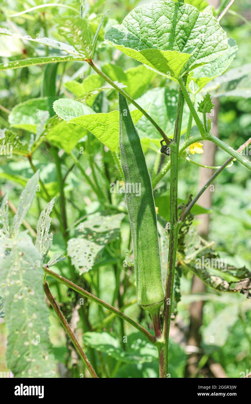 Lady Finger oder Okra wird im Garten angebaut, Früchte und Blumen von Okra  oder Lady Finger Gemüsepflanze (Abelmoschus esculentus), Ocker, Gumbo,  Indien, Mumba Stockfotografie - Alamy
