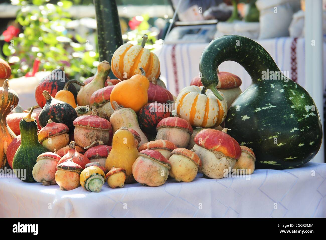Autumn Colour Pumpkins im Whole Foods Market. Farbpaletten Im Herbst-Look. Gemüsemarkt im Herbst: Verschiedene Kürbis- und Kürbisse. VERSCHIEDENE PUMPK-ARTEN Stockfoto