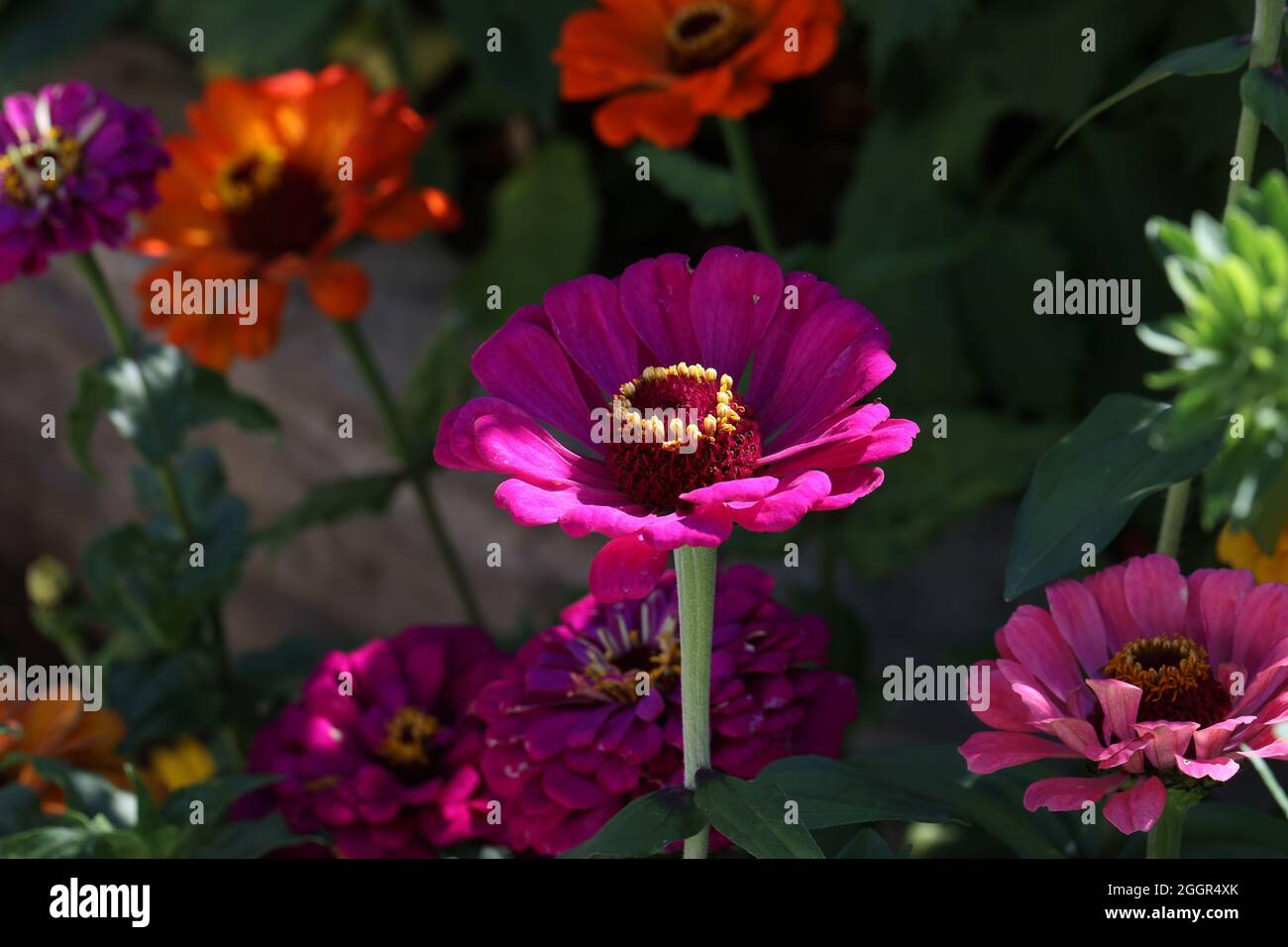 Nahaufnahme einer violetten Zinnenblüte in einem Garten Stockfoto