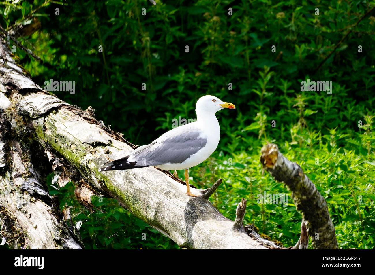 Möwe, Larinae. Vogel mit weiß-grauem Gefieder. Stockfoto