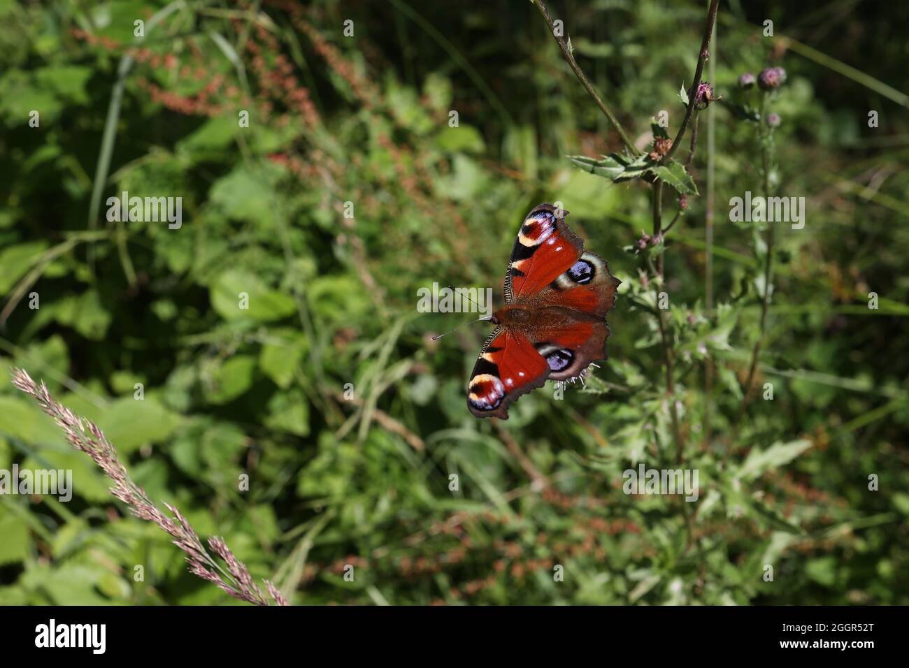 Makroaufnahme eines schönen europäischen Pfauenschmetterlings Stockfoto