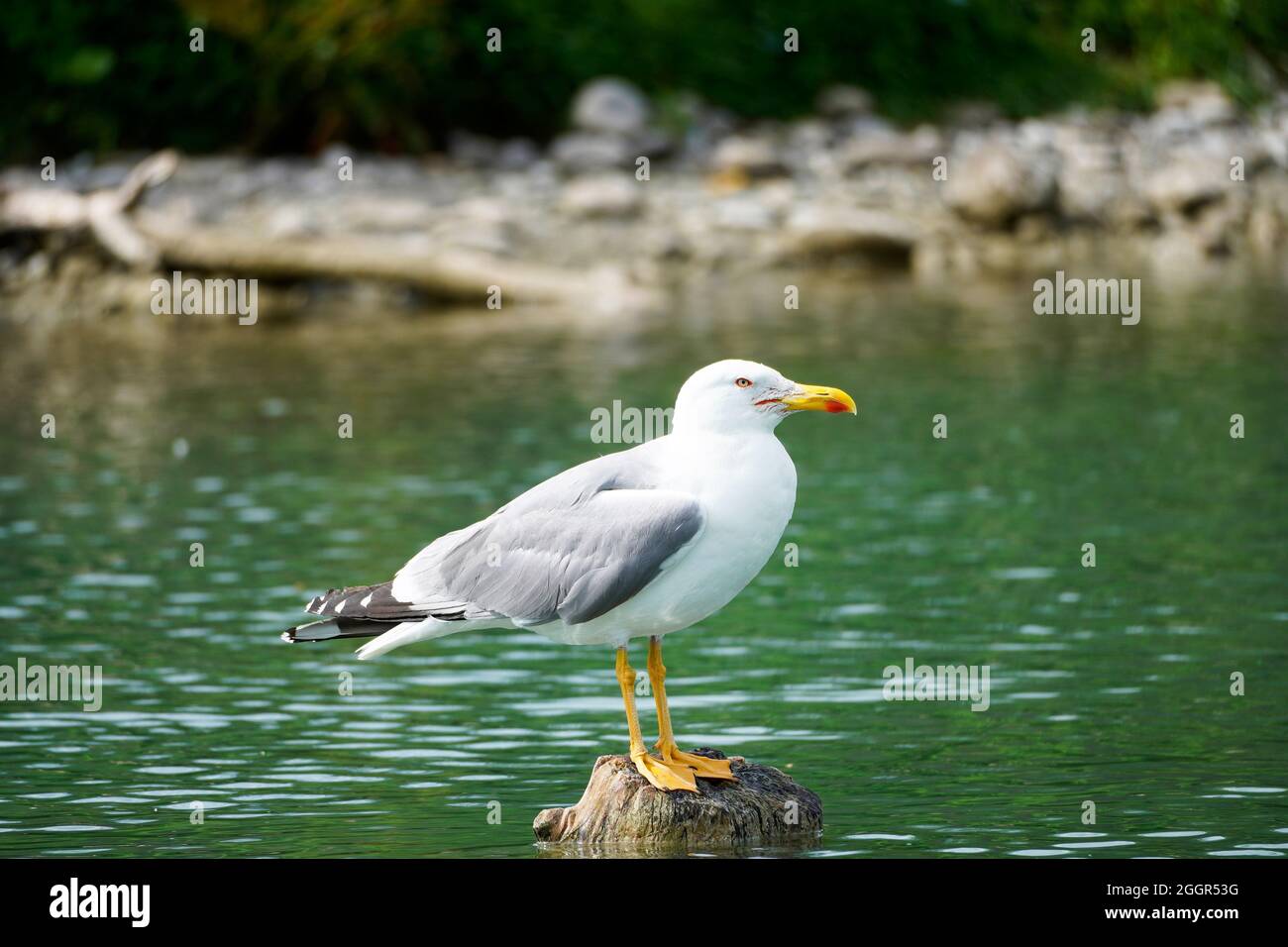 Möwe, Larinae. Vogel mit weiß-grauem Gefieder. Stockfoto