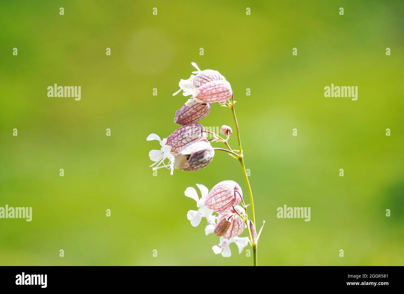 Blühende Fliege, Caryophyllaceae. Blume der Pflanze in Nahaufnahme vor grünem Hintergrund. Stockfoto