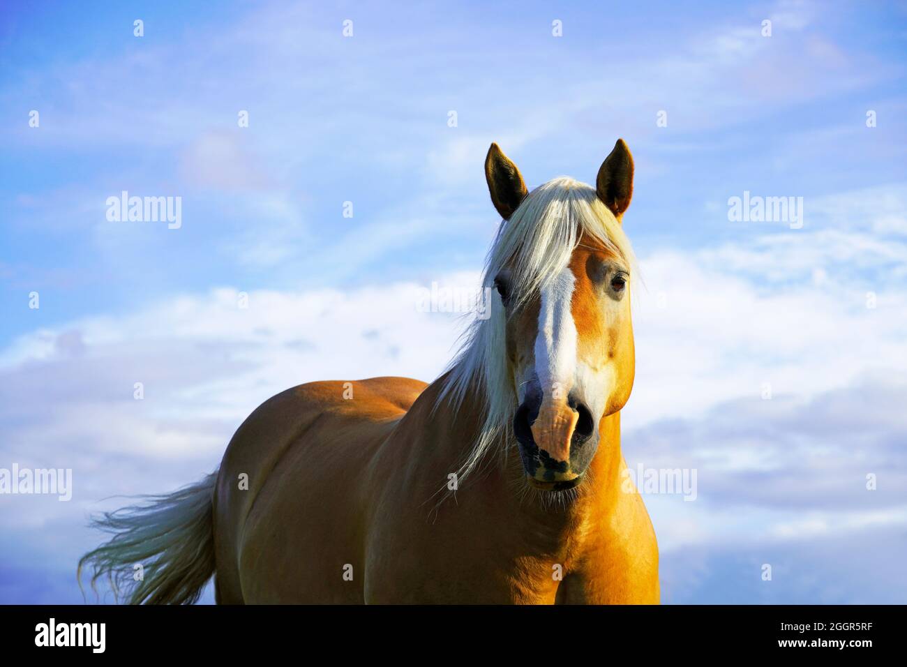 Pferd mit blauem Himmel im Hintergrund. Stockfoto