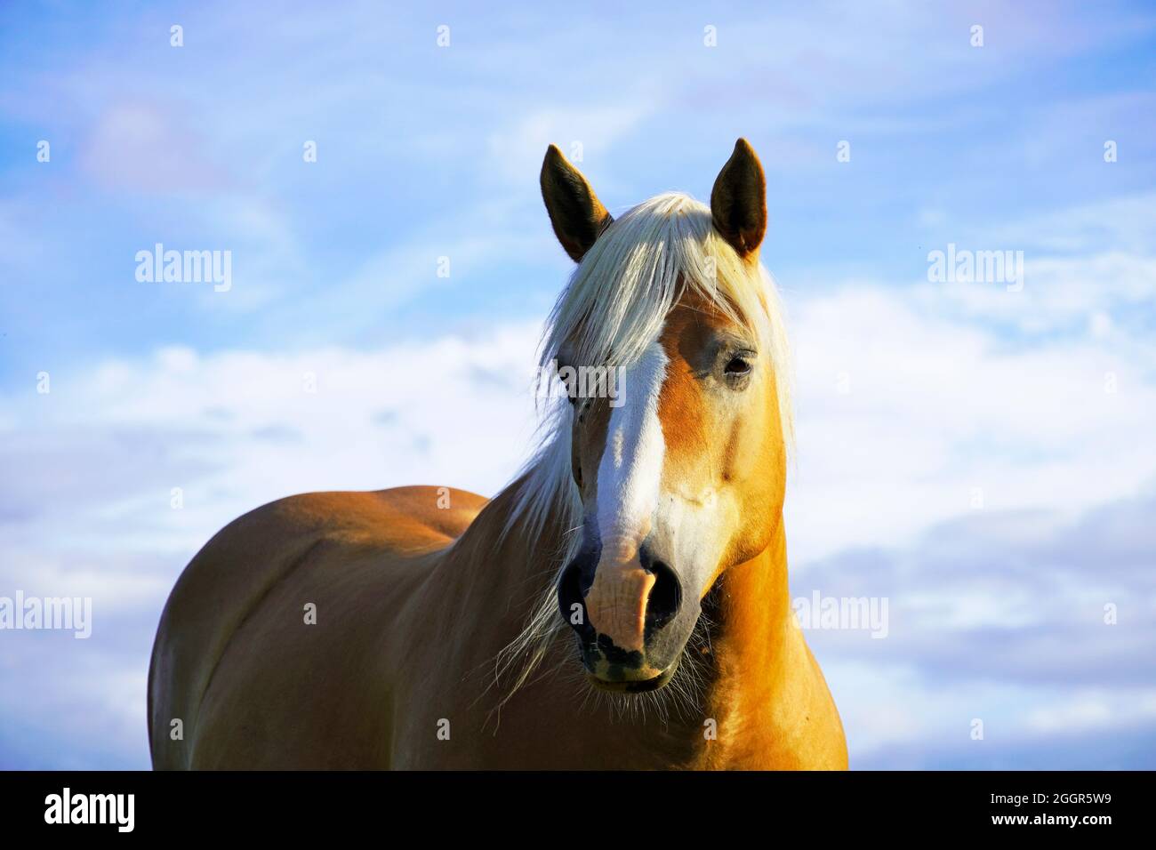 Pferd mit blauem Himmel im Hintergrund. Stockfoto