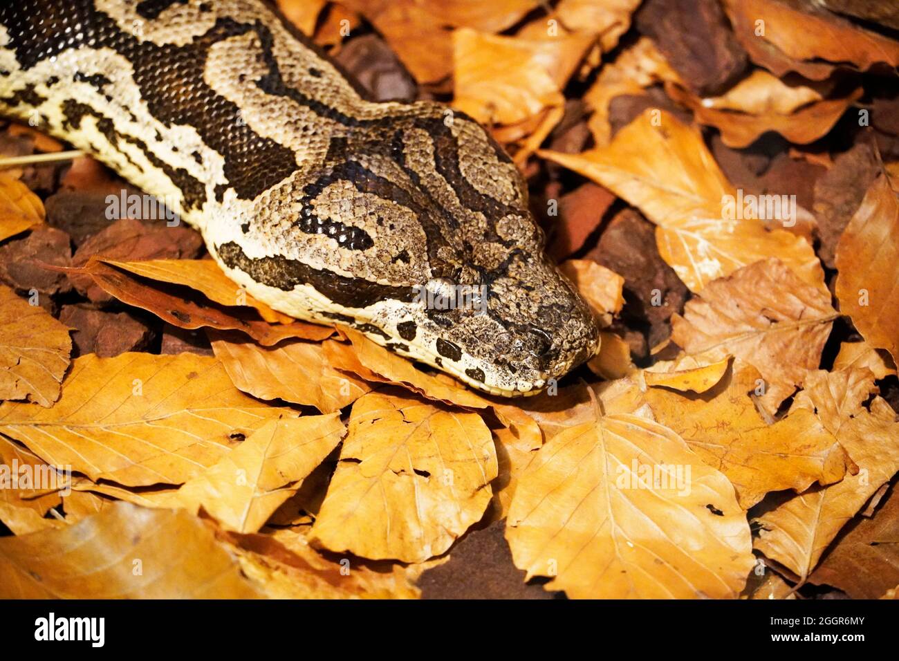 Nahaufnahme eines Phytons im Laub. Reptil.Tarnmuster. Würgen Sie die Schlange. Stockfoto