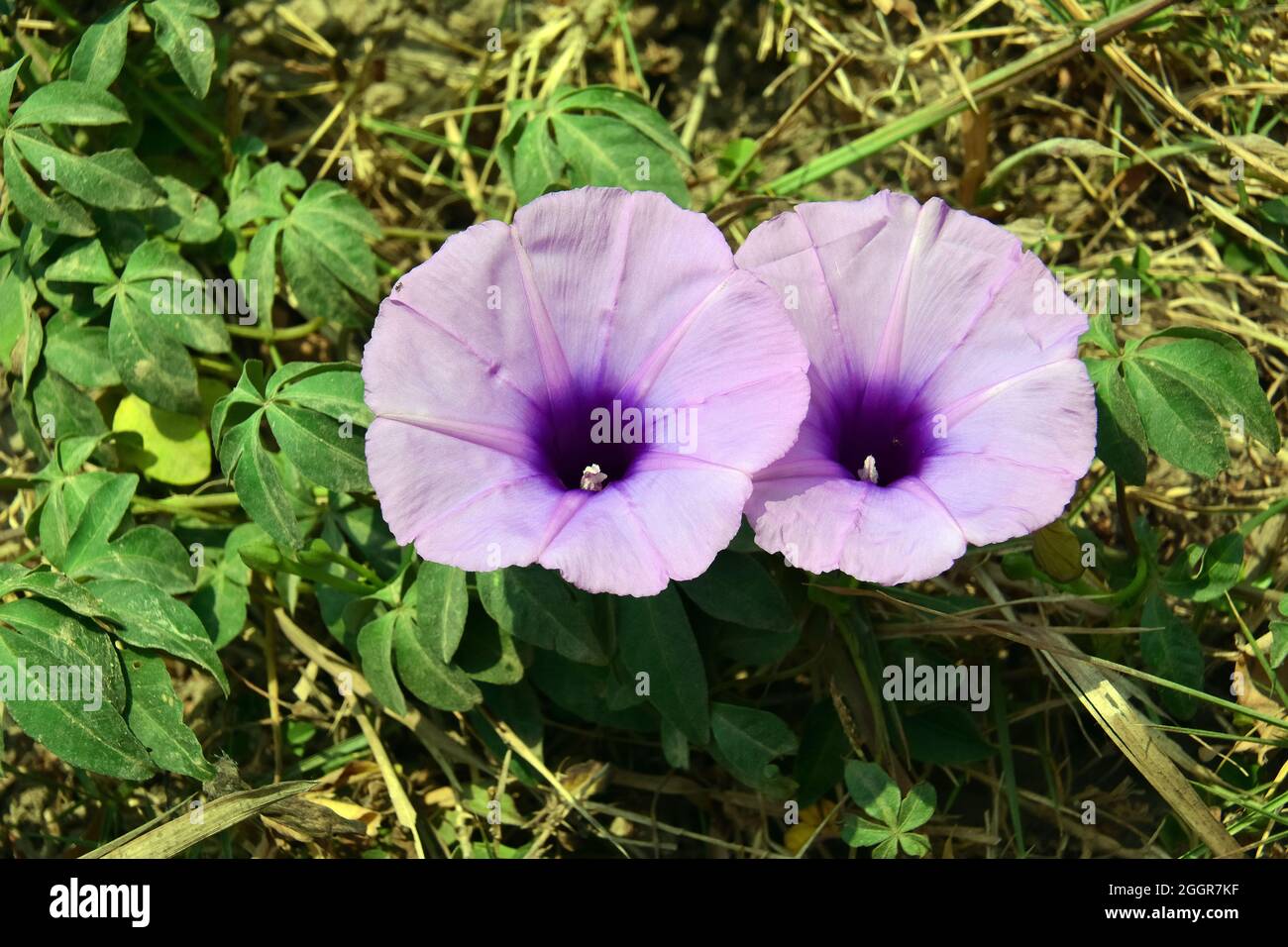 Kilometerlange Rebe, Messina-Kriechgang, Cairo Morning Glory, Coast Morning Glory und Railroad-Kriechgang, Ipomoea cairica, kairói hajnalka, Indonesien, Asien Stockfoto