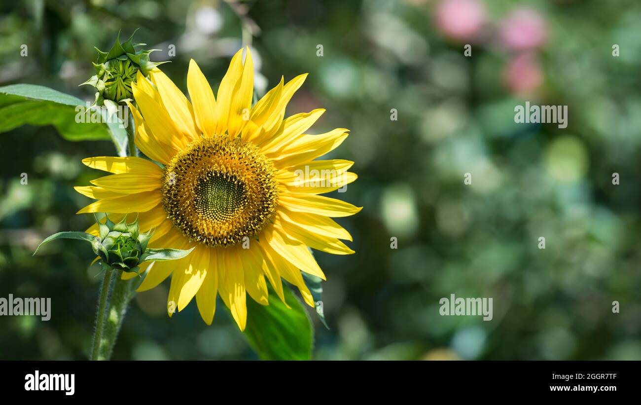 Sonnendurchflutete runde Sonnenblumenblüte auf grünem Hintergrund im Garten. Helianthus annuus. Nahaufnahme des gelben Blütenkopfes in Form der Sonne. Üppiges Laub. Stockfoto