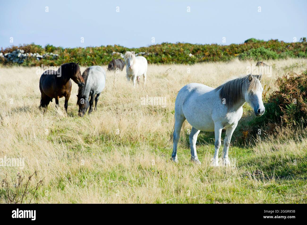 Wilde Ponys, South West Coast Path, Cornwall, England Stockfoto