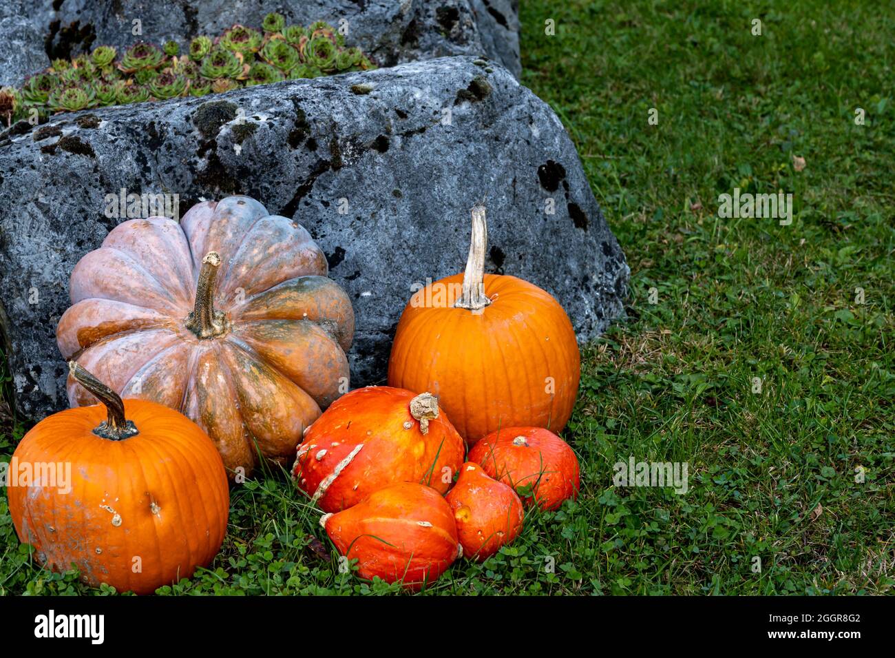 Kürbisse auf dem Boden. Halloween und Herbsternte. Saisonkonzept und Hintergrund. Stockfoto
