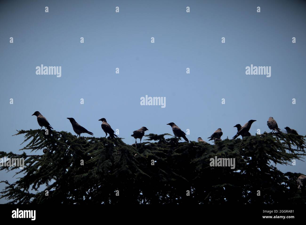 Eine große Gruppe von Krähen sitzt auf einer geschnittenen Tanne im Sonnenuntergang. Gruselige Atmosphäre Stockfoto