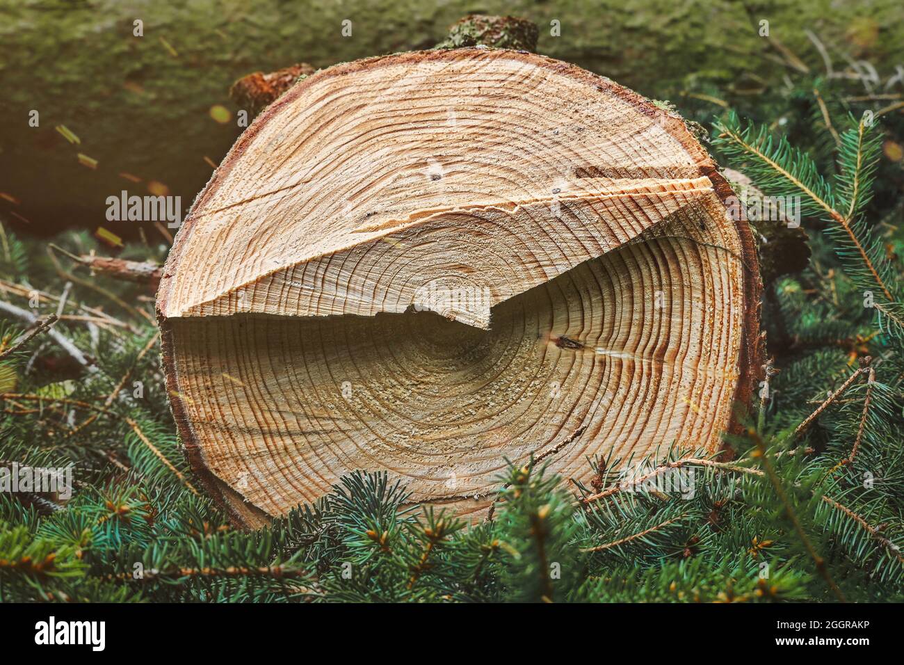 Baumstamm abschneiden. Gefällte Fichte, Querschnitt mit Jahresringen. Holzeinschlag, Waldarbeit, Waldbau. Stockfoto