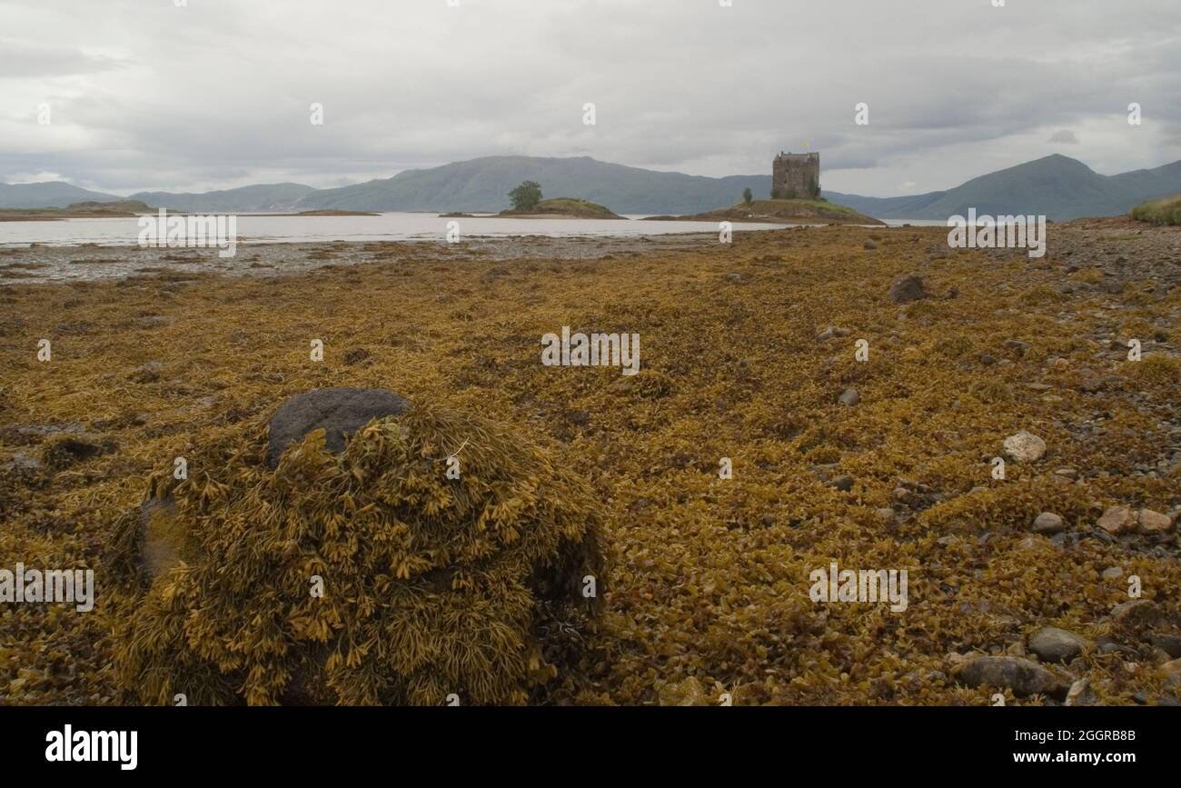 Castle Stalker, Appin, Schottland Stockfoto