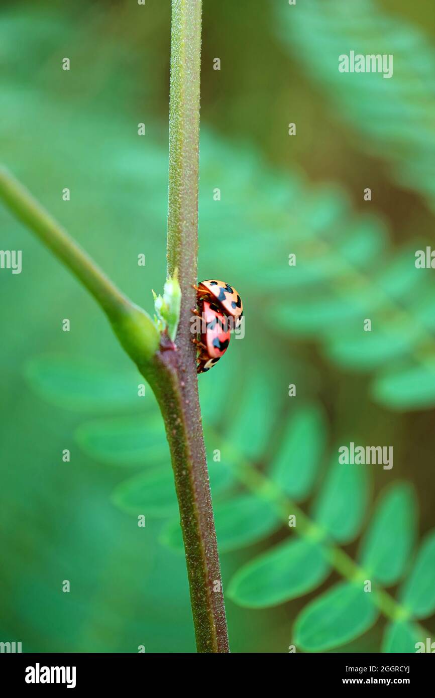 Nahaufnahme der Seite Blick auf die winzigen Marienkäfer, die sich auf dem Baumzweig paaren Stockfoto