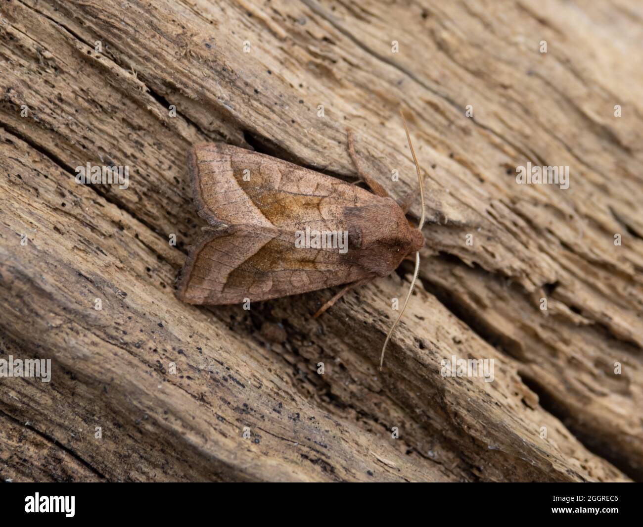 Hydraecia micacea, die rosige Rustikale Motte, thront auf einem Baumstamm. Stockfoto