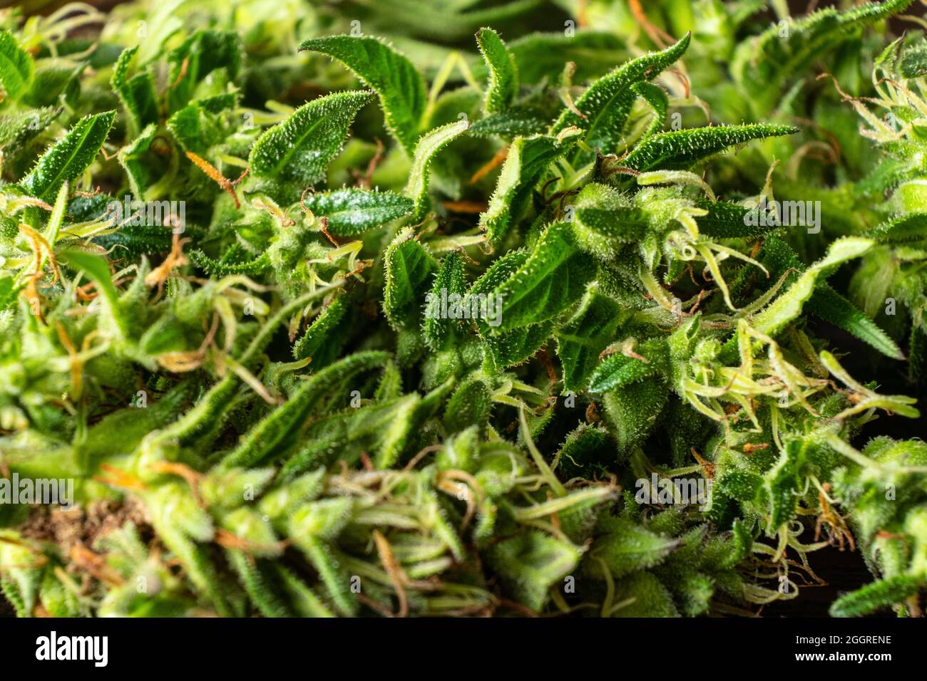 Marihuana Bump Makro, Cannabis medizinische und schmerzlindernde Pflanze aus nächster Nähe. Stockfoto