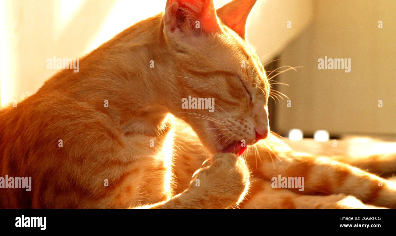 Eine Nahaufnahme einer Katze, die sich selbst leckt Stockfoto
