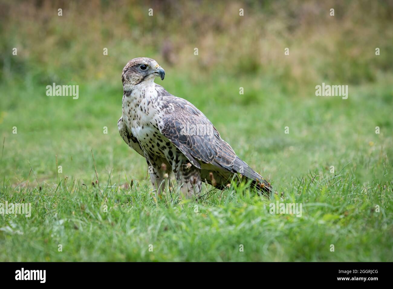 Ein versenkter Falke, der auf einem Grasfeld steht und wachsam aussieht, ist ein Ganzkörperfoto Stockfoto