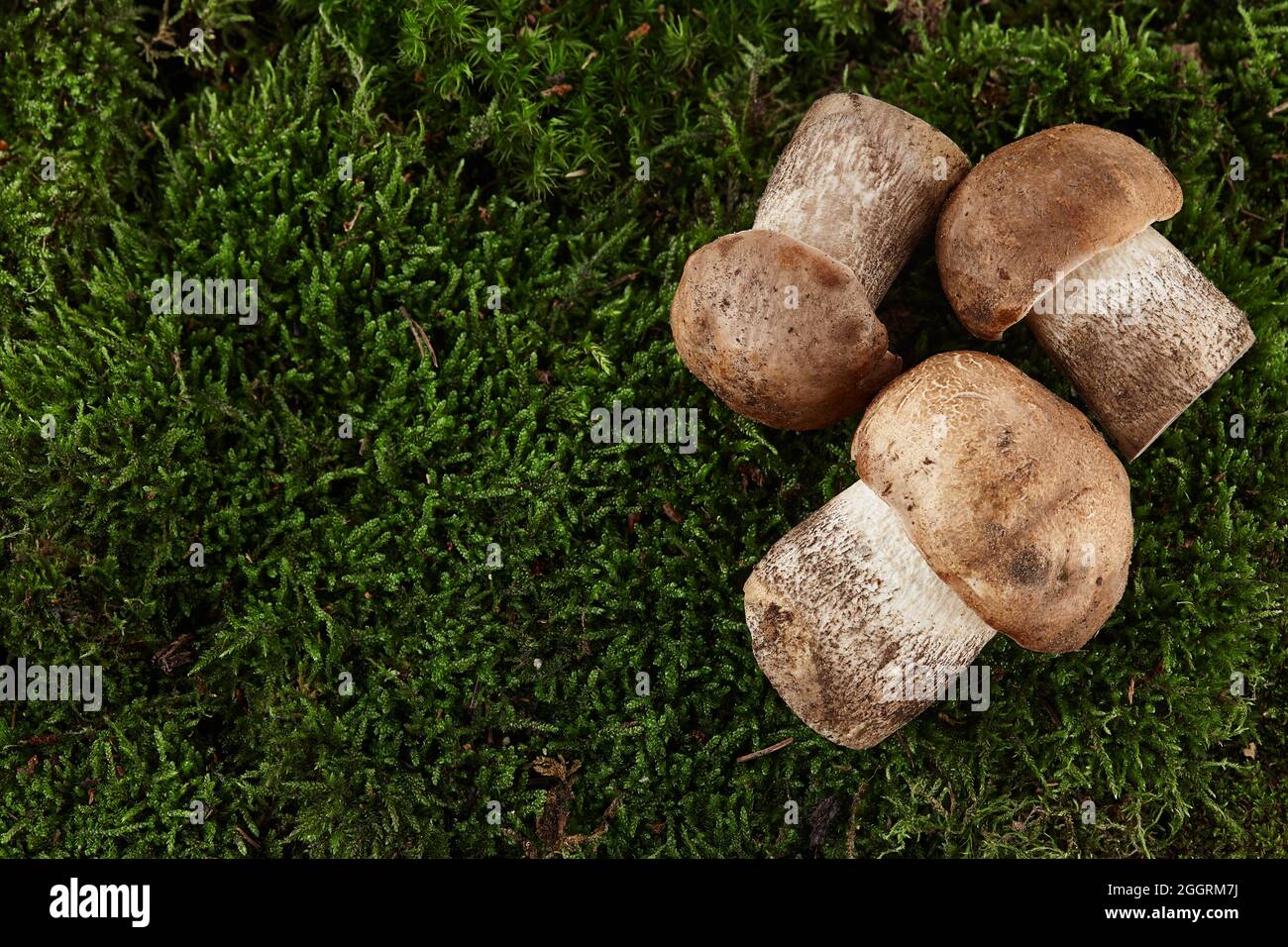 Braune Mütze Steinpilze auf grünem Moos Hintergrund Stockfoto