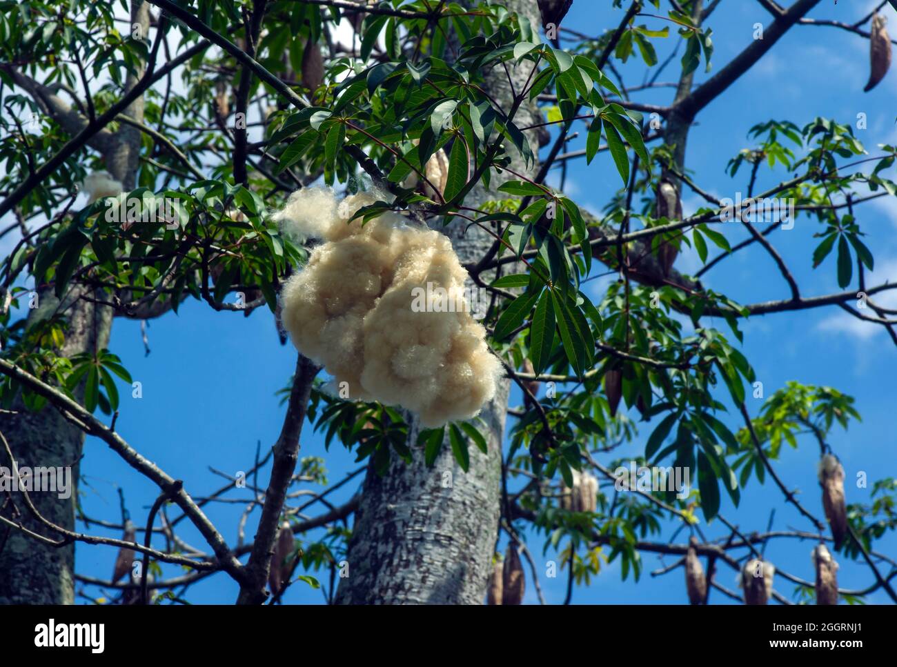 Weißer Seidenbaumwollbaum (Ceiba pentandra), Kapuk Randu (Javanesen), die mehrjährige Frucht kann verwendet werden, um Matratzen und Kissen zu machen. Stockfoto