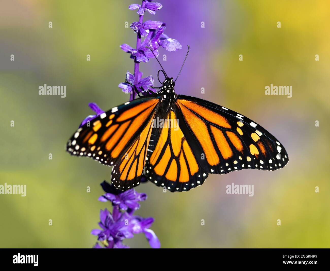 Nahaufnahme eines Monarchen-Schmetterlings mit geöffneten Flügeln und gekräuselten Zungen, die einen Lavendel-Blütenstiel mit weichem Hintergrund hochbewegen. Stockfoto