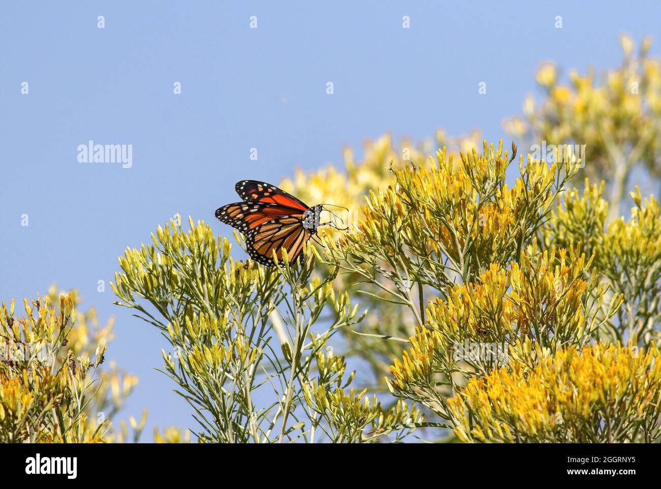 Ein hübscher Monarch-Schmetterling auf einem wilden Rabbitbrush-Busch mit pulverförmigem hellblauen Himmel. Stockfoto