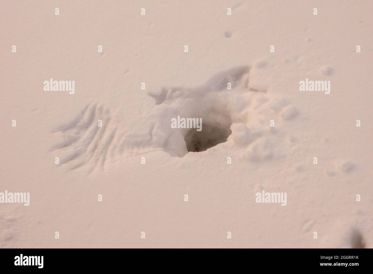 Übernachtung im Auerhahn im Schnee Stockfoto
