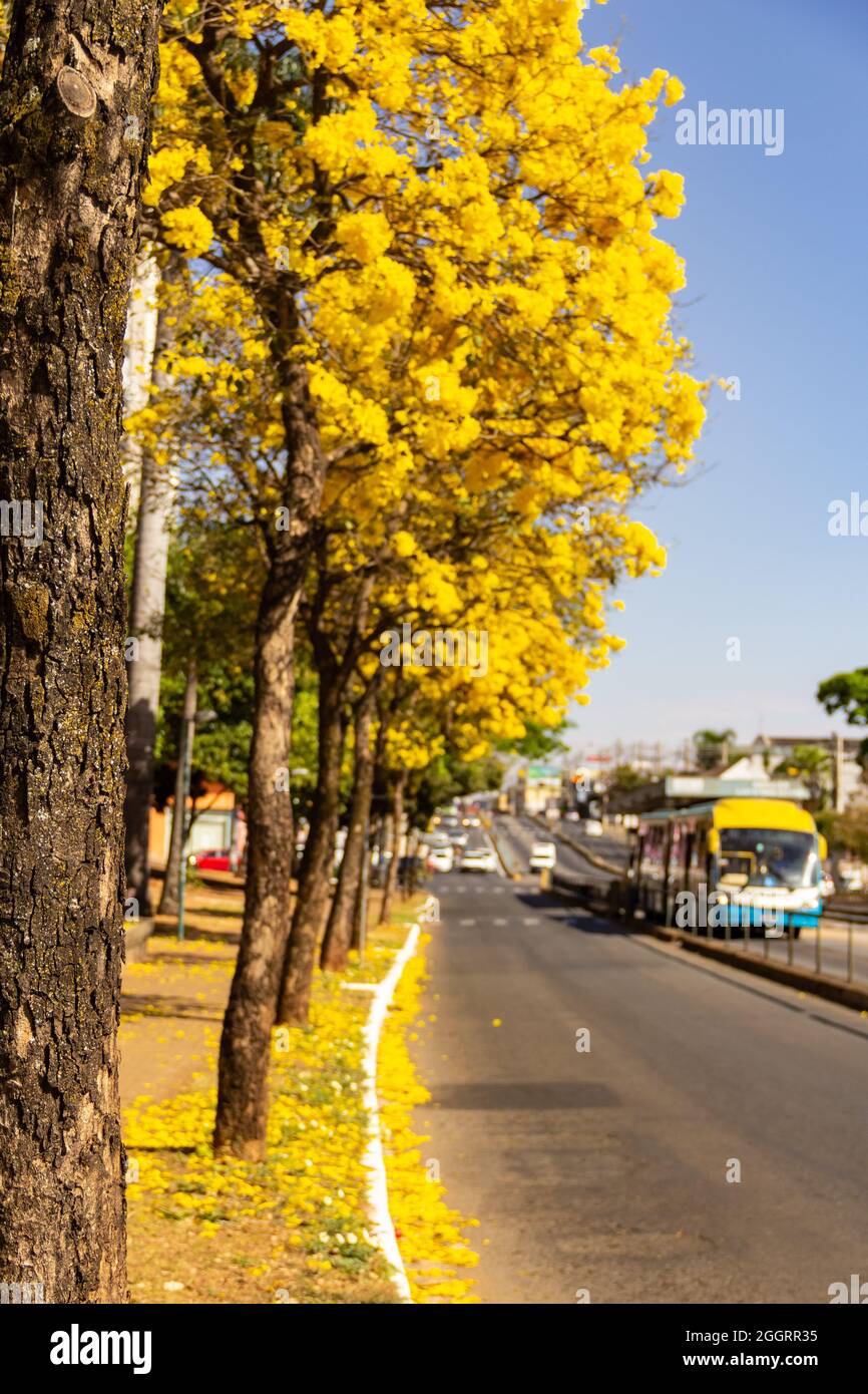 Ein Abschnitt der Anhanguera Avenue in Goiânia mit mehreren gelb blühenden ipe-Bäumen. Stockfoto