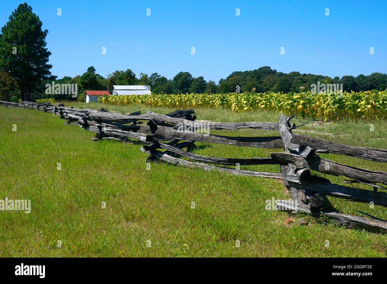 Ländliche Szene in North Carolina mit einem Zaun entlang eines Tabakfeldes unter blauem Himmel Stockfoto