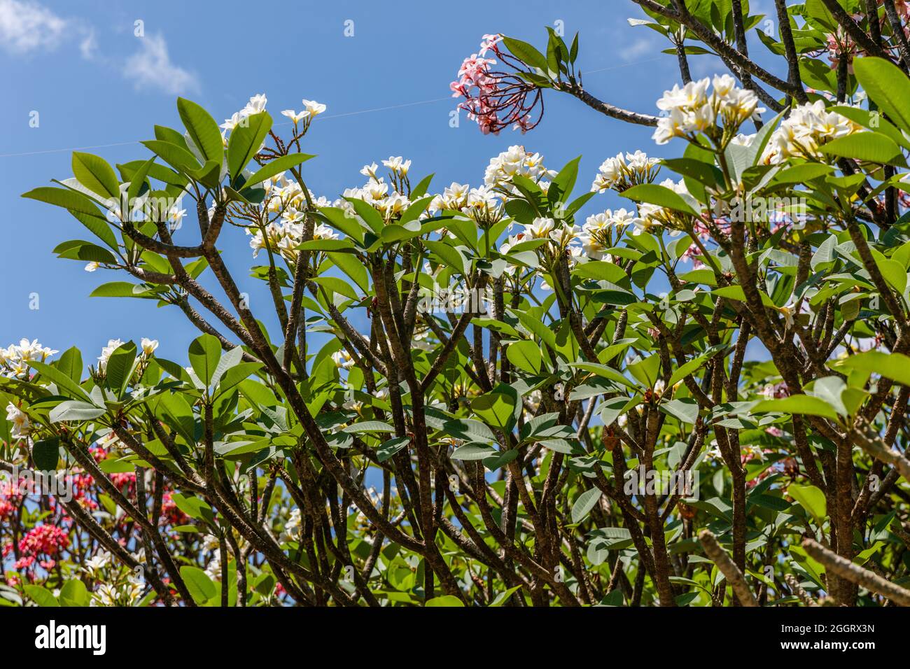 Blühende Plumeria-Bäume in einem Park in Sanur, Bali, Indonesien. Stockfoto