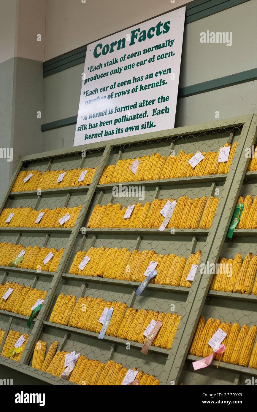 Eine Ausstellung von Maisanbau-Gewinnern auf der Minnesota State Fair. Stockfoto