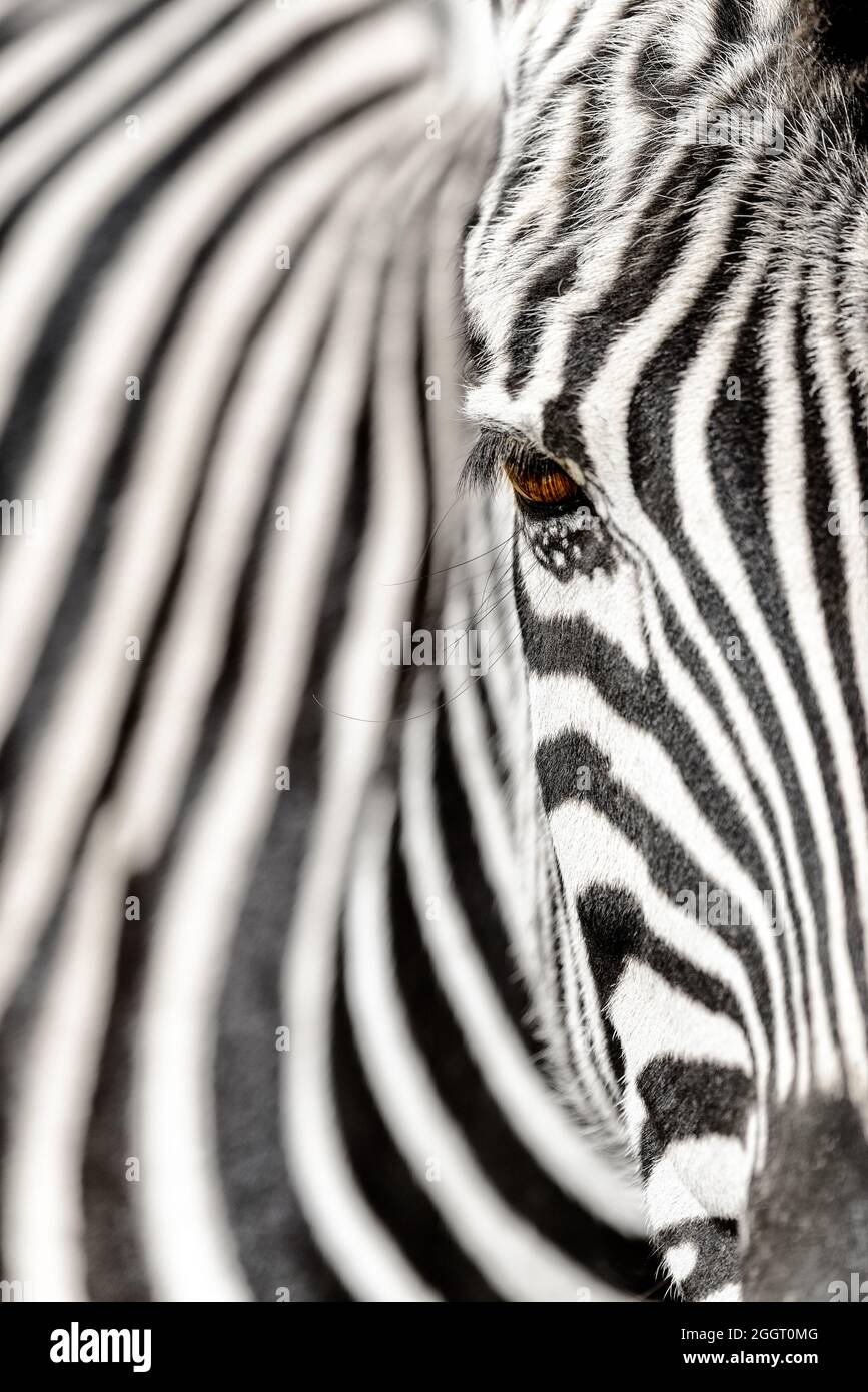 Nahaufnahme Zebra Stockfoto