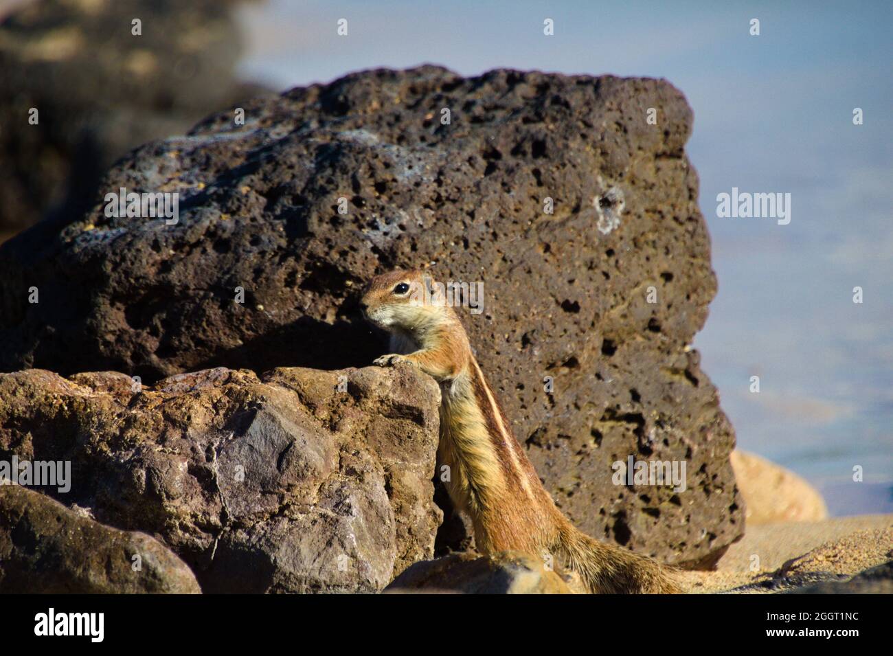Nahaufnahme eines in der Sonne stehenden Eichhörnchens (Atlantoxerus getulus) Stockfoto