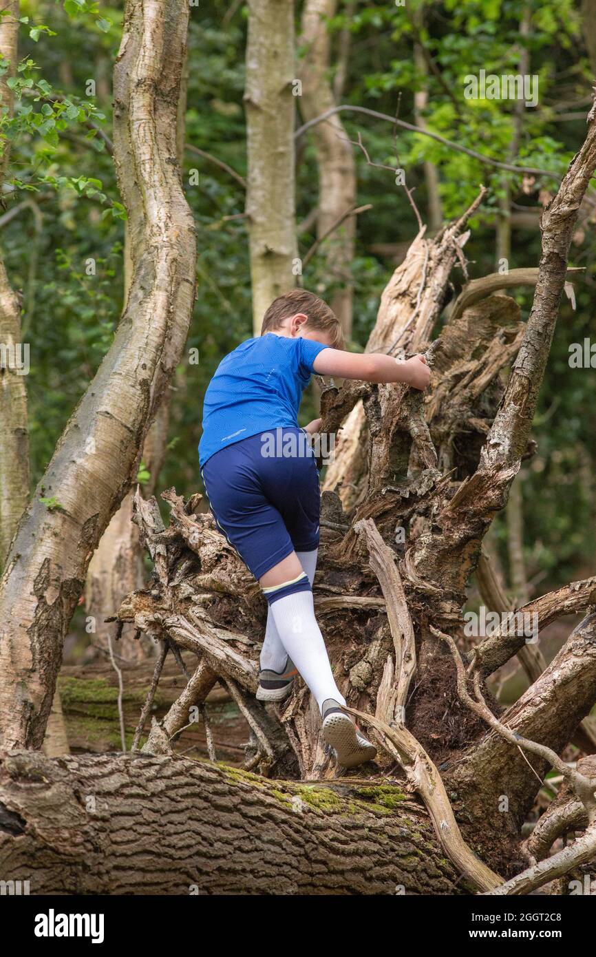 Kleiner Junge testet und erweitert seine körperlichen Fähigkeiten, indem er über einen gefallenen Baumstamm und Wurzeln klettert. In einer ländlichen, waldreichen, ländlichen Umgebung. Norfolk. Stockfoto