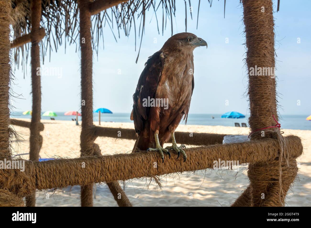 Böse schöne majestätische Adler auf einem Hintergrund des Strandes unter blauem Himmel Stockfoto