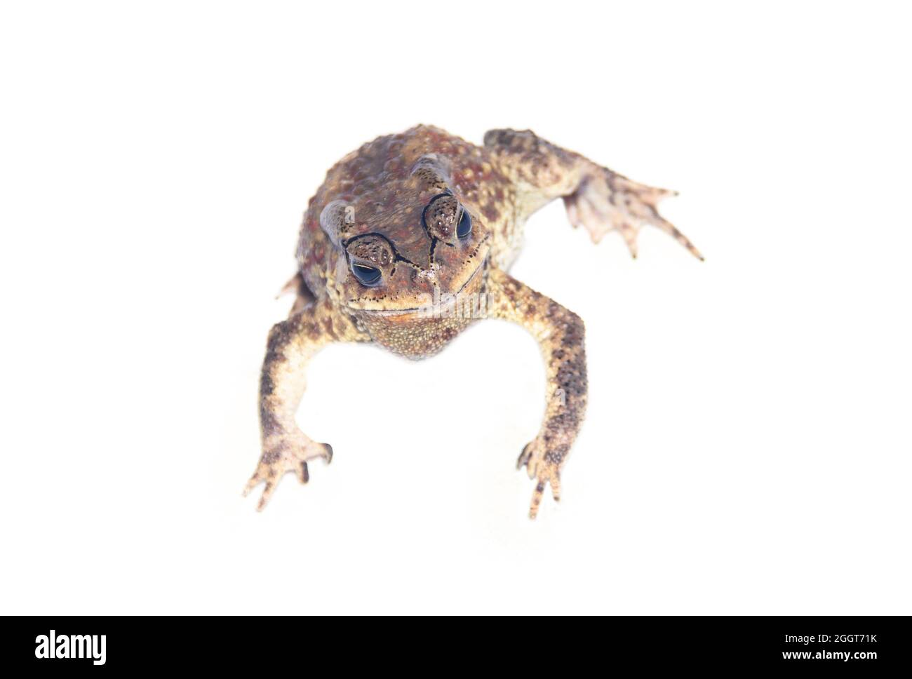 Südasiatische Gartenkröte (Bufo melanostictus) aus Vietnam. Die Amphibien sind auf weißem Hintergrund isoliert. Der Blick von oben Stockfoto