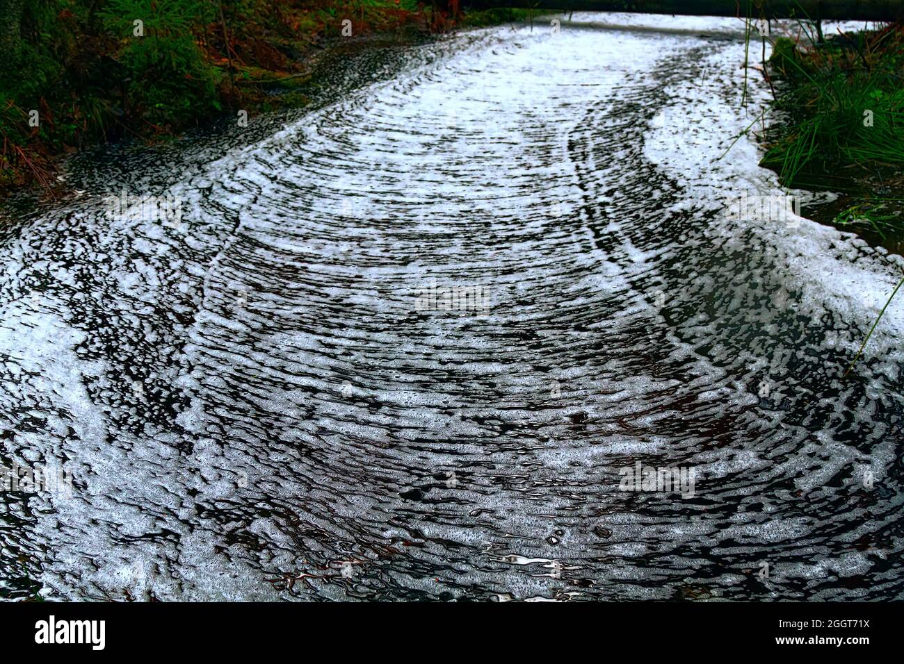 Waldwunder. Der ruhige Waldbach ist mit einem gerippten Kreuzmuster aus Schaum bedeckt, Wasserstraße wie eine weiße Straße. Northland Urwald, Bosom Stockfoto