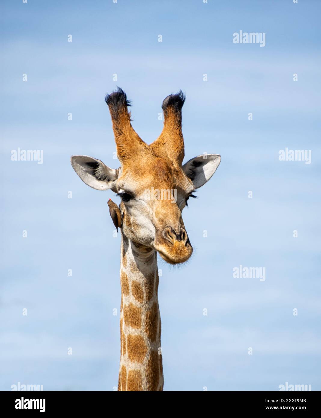 Eine Giraffe, die in der Savanne des südlichen Afrika von Rotschnabel-Oxpeckers gepflegt wird Stockfoto
