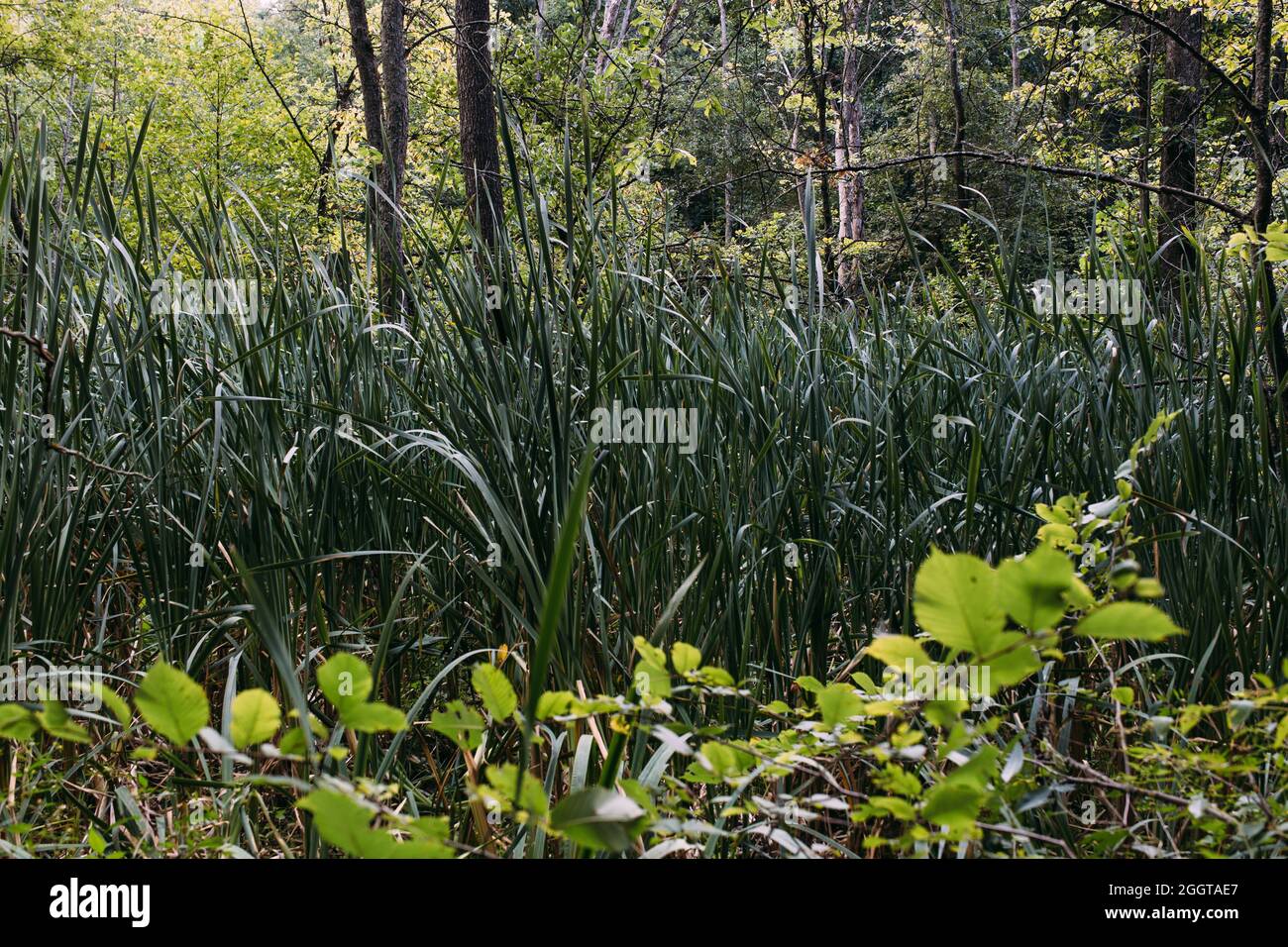 Überwucherndes Wasser im Sumpf. Grüner Waldsee überwuchert mit Entenkraut. Stockfoto