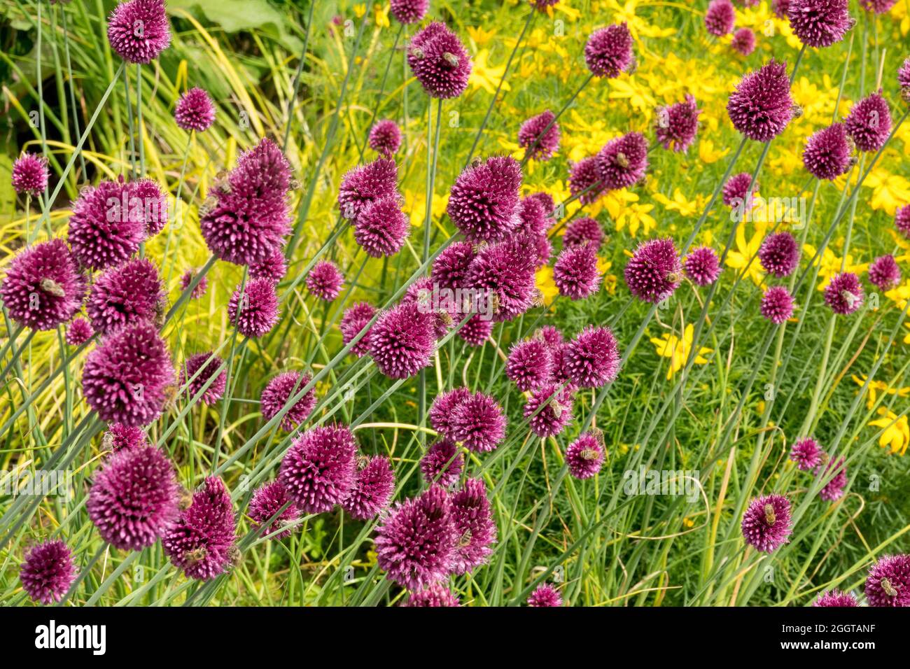 Gartenblumenbeet, Zwiebeln, Allium Sphaerocephalon, Sommerblüten, Zwiebeln in der Grenze Stockfoto